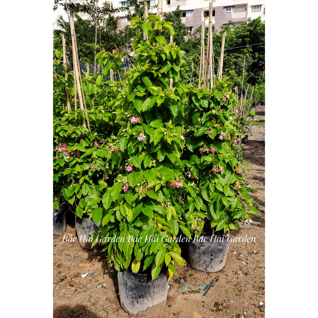 Cây hoa trang leo- sử quân tử 1m3-1m4 sẵn hoa. Cây hoa ban công, sân vườn đẹp siêng hoa, cây chịu nắng