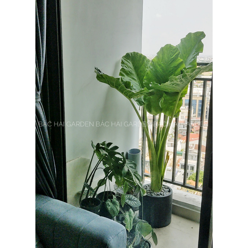 Chậu cây rái voi lớn 1m6-1m7 kèm chậu xi măng đen lớn- Cây nội ngoại thất cao cấp, trang trí sân vườn, ban công, nhà phố