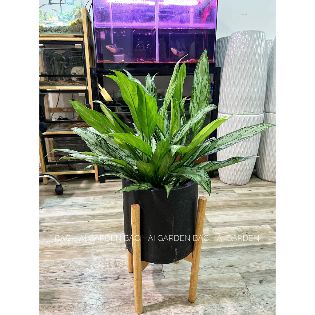 Chậu cây giữ t.iền kèm chậu xi măng- Cây nội ngoại thất cao cấp- Cây xanh trang trí văn phòng, nhà phố