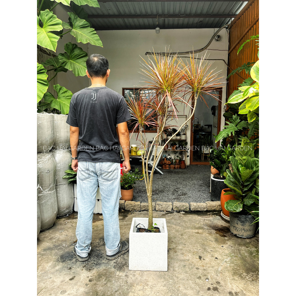 Chậu cây Huyết dụ kiếm 1m5-1m6 kèm chậu- Cây nội ngoại thất cao cấp- Cây xanh ban công chịu nắng-Cây Decor Ban Công