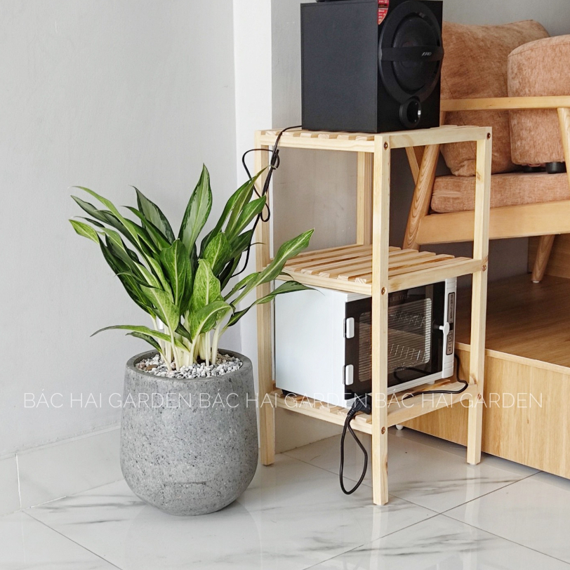 Chậu cây giữ t.iền kèm chậu xi măng- Cây nội ngoại thất cao cấp- Cây xanh trang trí văn phòng, nhà phố