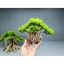 Cây gỗ lũa Bonsai tán Tùng cho hồ nhỏ [Hồ cá từ 20 đến 50cm]]