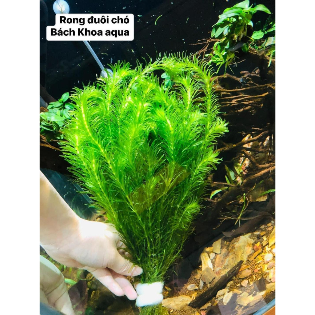 Cây thủy sinh - Rong đuôi chó | Shopee Việt Nam