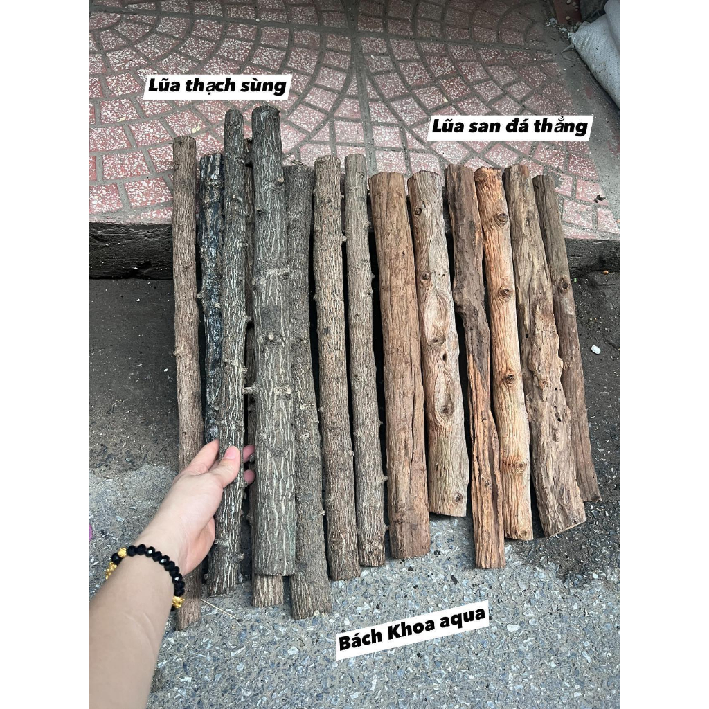 Lũa thạch sùng làm layout rừng cho bể cá 1kg | Shopee Việt Nam