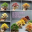 Cây gỗ lũa Bonsai tán Tùng cho hồ nhỏ [Hồ cá từ 20 đến 50cm]]