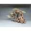 Cây gỗ Lũa Bonsai dáng đổ [Có 3 loại: 1 thân, 2 thân, đế đá ]