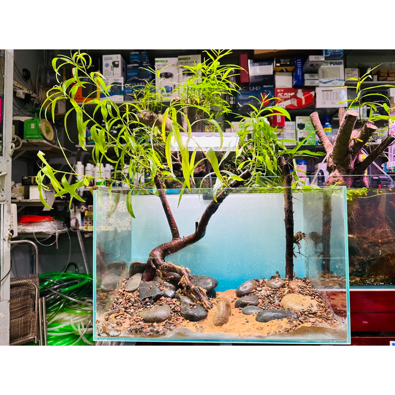 cây rù rì thuỷ sinh biotop bán cạn 60-69 cm | Shopee Việt Nam