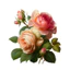 Hình ủi, Hình Ép Nhiệt ROSE- Hoa Hồng 26