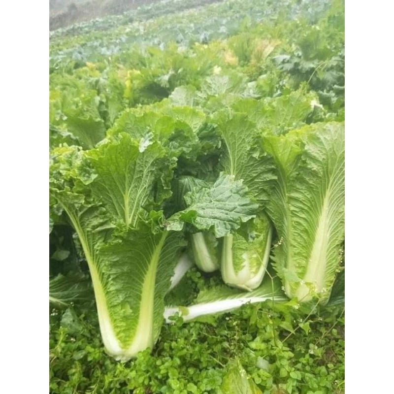 Hạt Giống Cải Vũ Trụ💯 Hàng Mới  Lạ 💢 Tỉa Lá Ăn Dần Cực Ngon