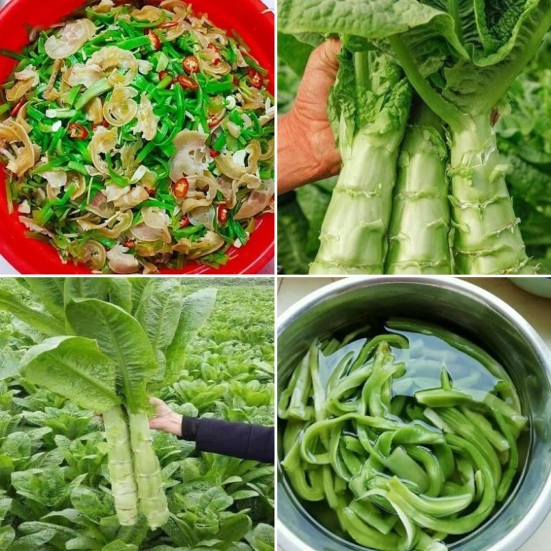 Hạt Giống Rau Tiến Vua💞 Ăn Cực Dòn Ngon, Chịu Nhiệt Cao Rất Năng Suất