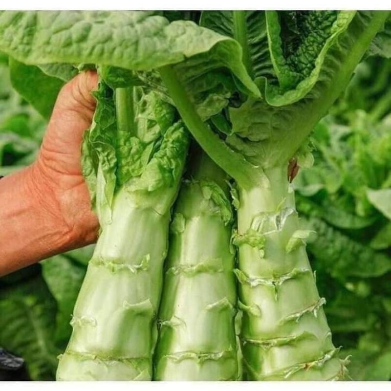 Hạt Giống Rau Tiến Vua💞 Ăn Cực Dòn Ngon, Chịu Nhiệt Cao Rất Năng Suất