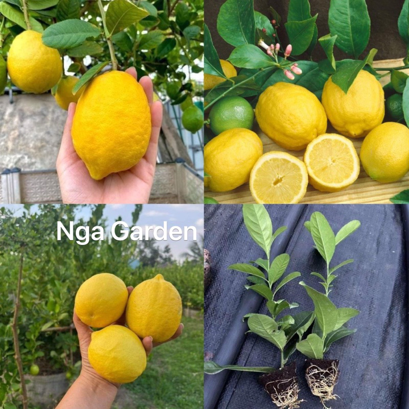 2 Cây giống chanh vàng Mỹ cây nhỏ 10 cm | Shopee Việt Nam