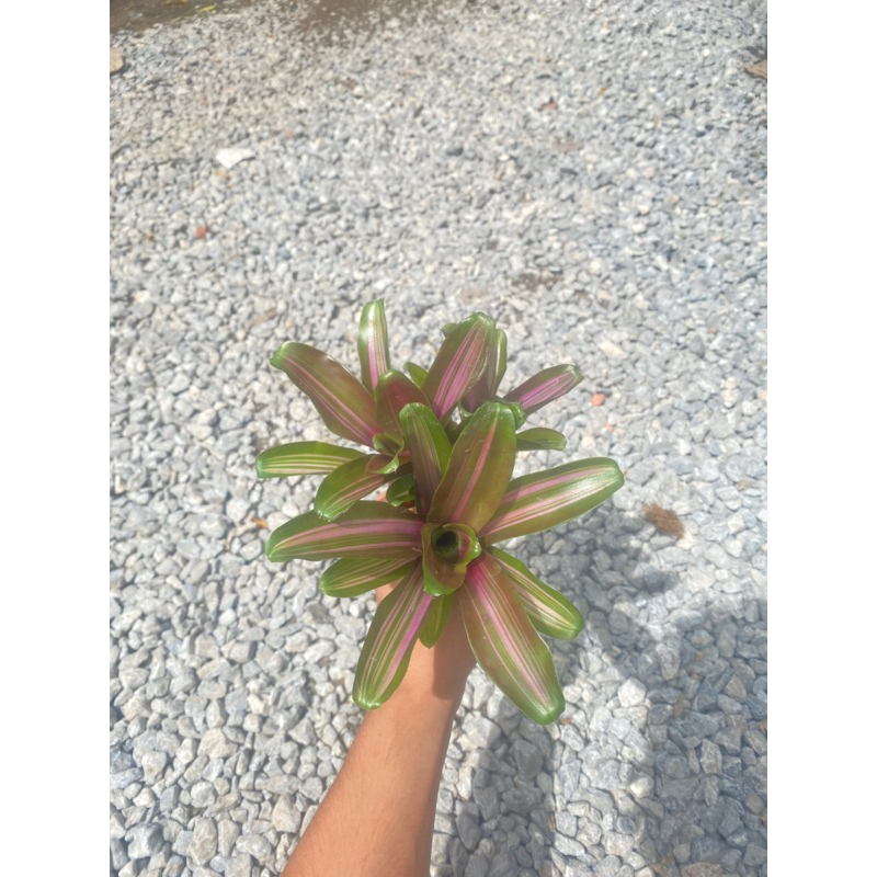 Dứa màu nam mỹ