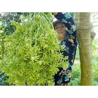 600 hạt giống đu đủ đực f1 (siêu hoa)