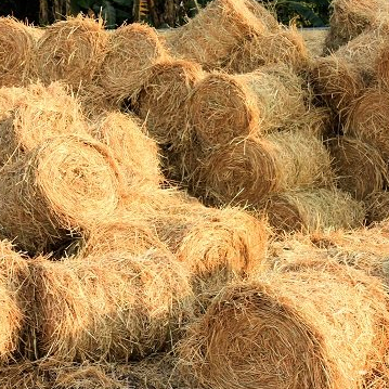 1 Cuộn rơm khô - Trang trí, phủ mặt chậu cây trồng rau, lót ổ (Nặng ...