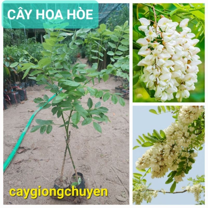 CÂY HOA HÒE CAO 50-60CM | Shopee Việt Nam