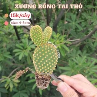 Xương rồng Tai Thỏ dễ thương như ảnh có sẵn tại vườn MẦM NẮNG GARDEN  lỗi 1 đền 1