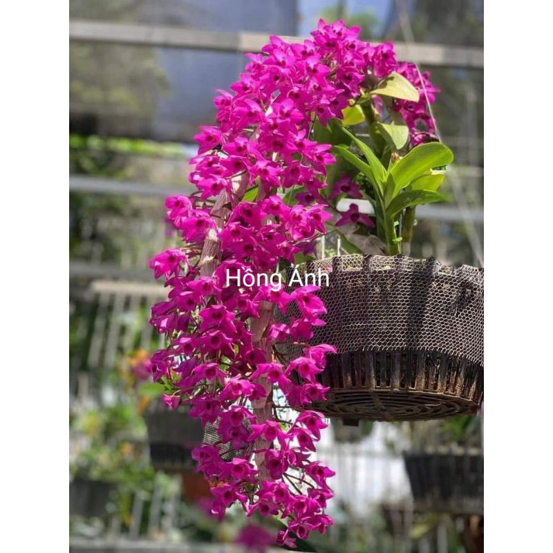 Lan Trầm Tím - Giá Tốt, Miễn Phí Vận Chuyển, Đủ Loại | Shopee Việt Nam