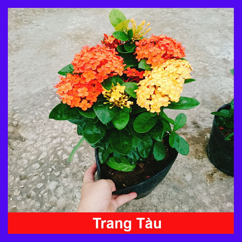 Cây Bông Trang Tàu ( 2 màu Vàng Đỏ) - cây hoa mẫu đơn tàu