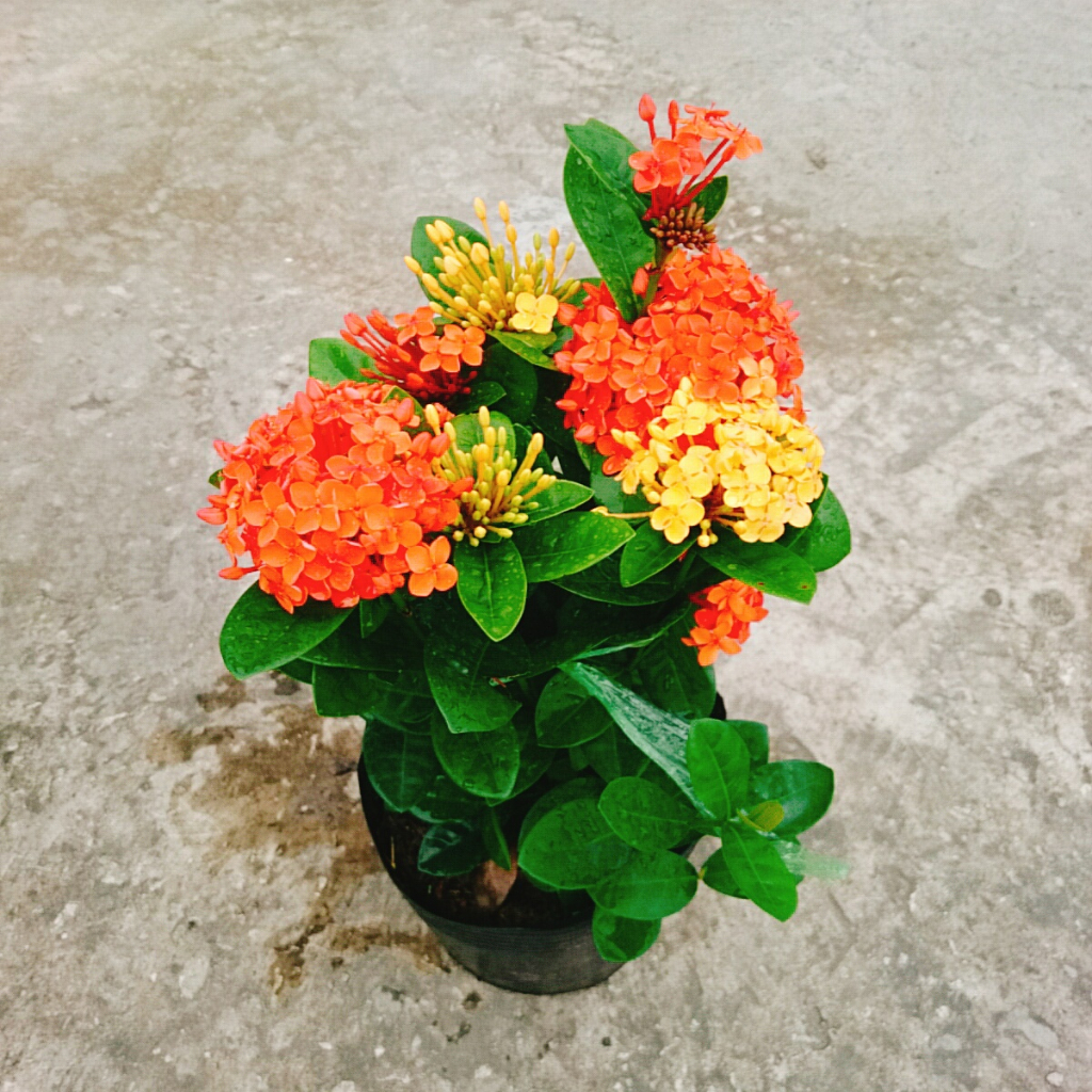 Cây Bông Trang Tàu ( 2 màu Vàng Đỏ) - cây hoa mẫu đơn tàu