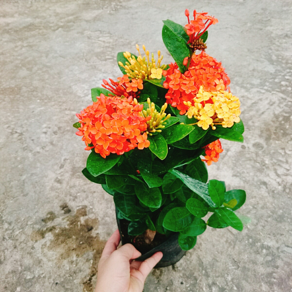 Cây Bông Trang Tàu ( 2 màu Vàng Đỏ) - cây hoa mẫu đơn tàu