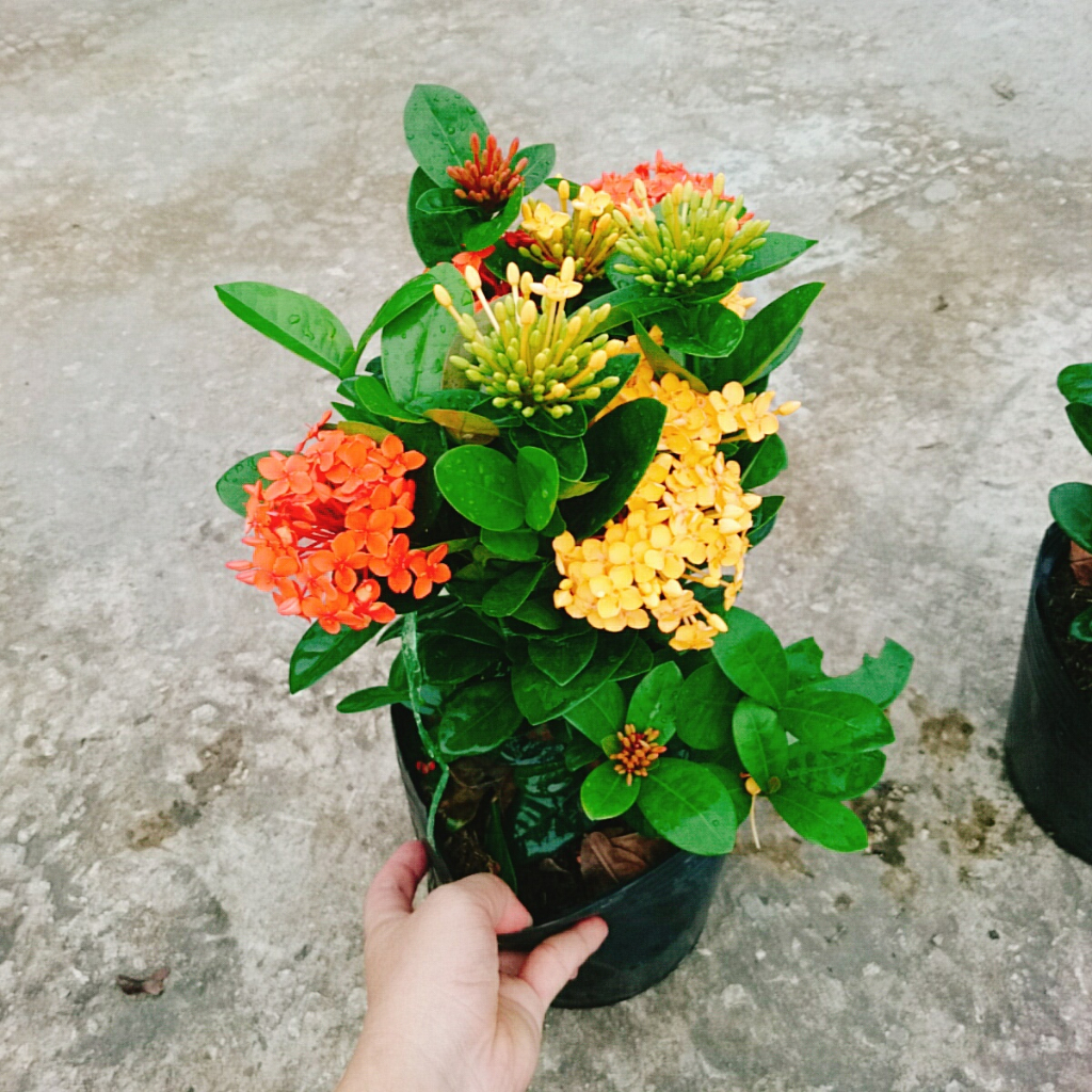 Cây Bông Trang Tàu ( 2 màu Vàng Đỏ) - cây hoa mẫu đơn tàu