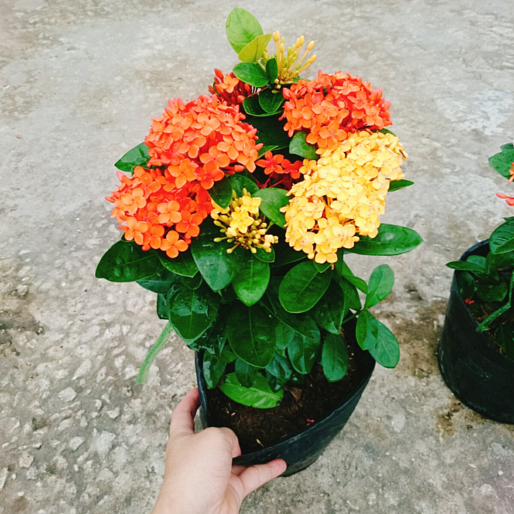 Cây Bông Trang Tàu ( 2 màu Vàng Đỏ) - cây hoa mẫu đơn tàu