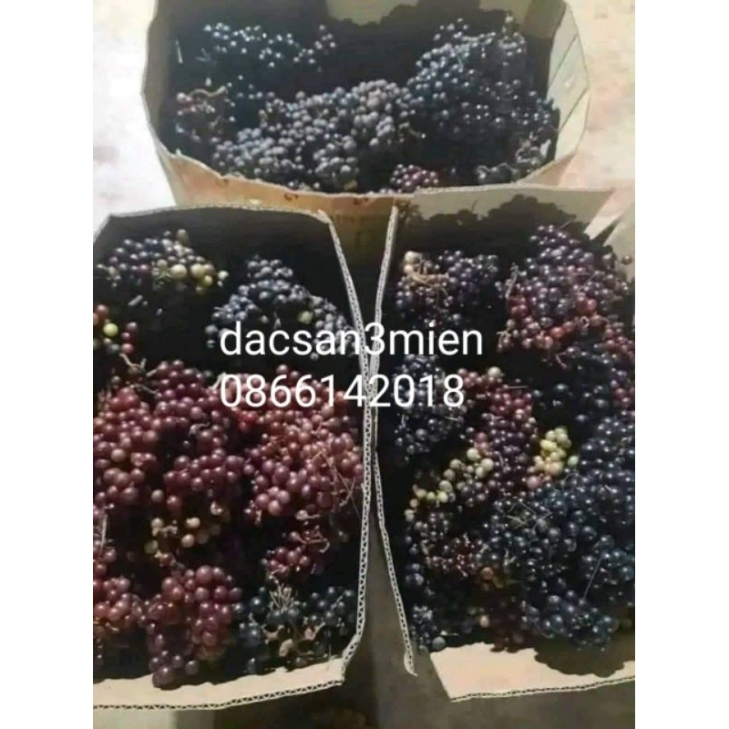 Nho rừng Tây Nguyên 1kg | Shopee Việt Nam