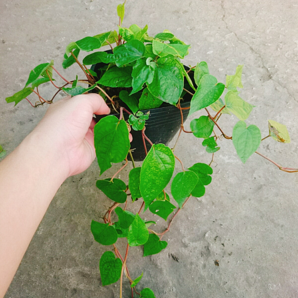 Cây Trầu Không - cây trầu ăn lá (trầu quế)