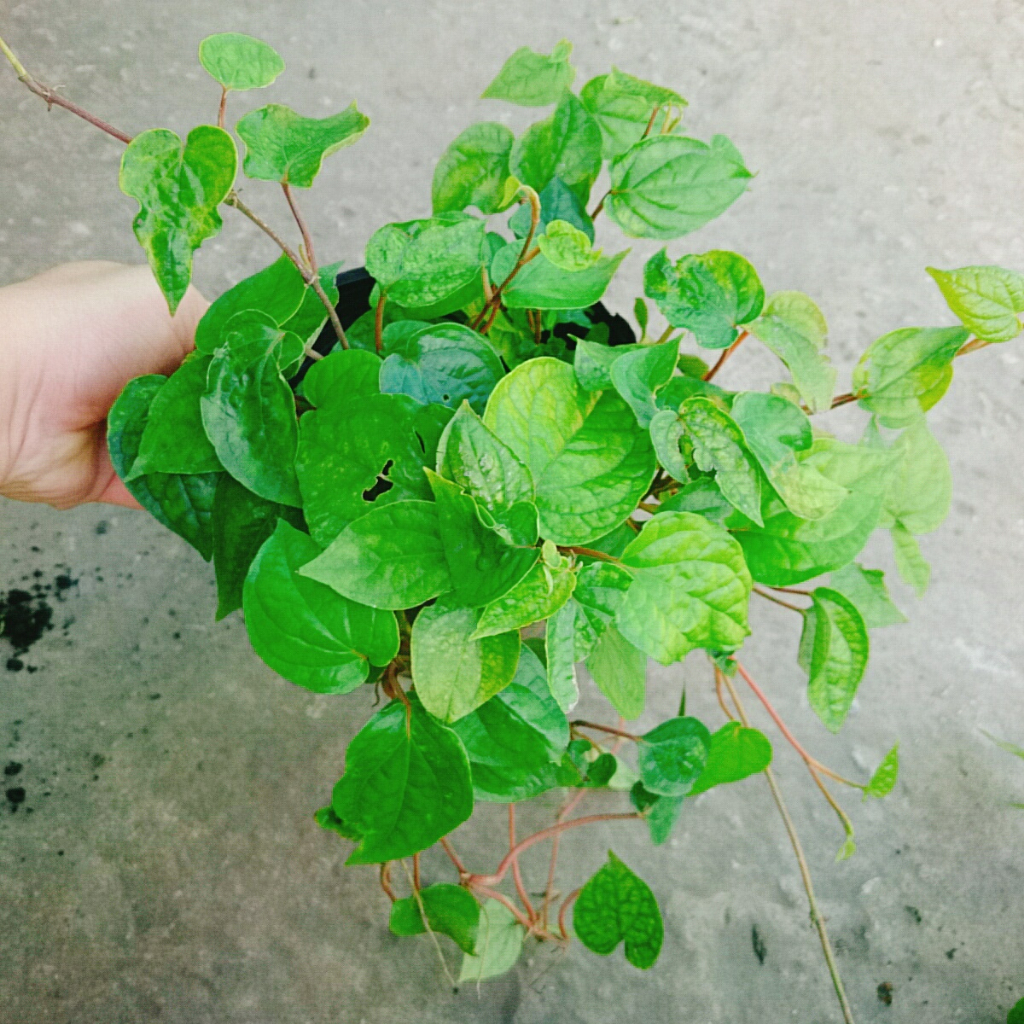 Cây Trầu Không - cây trầu ăn lá (trầu quế)