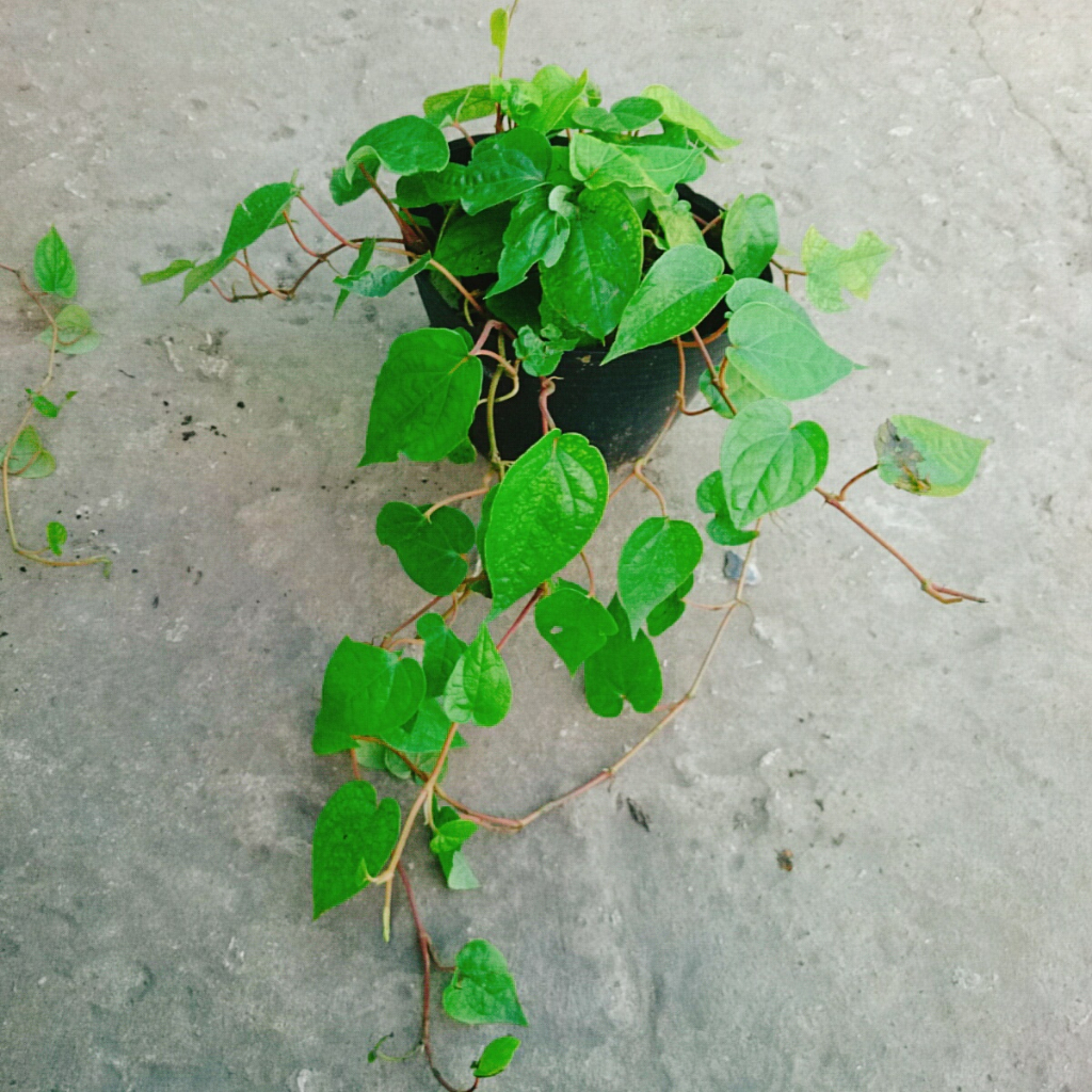 Cây Trầu Không - cây trầu ăn lá (trầu quế)