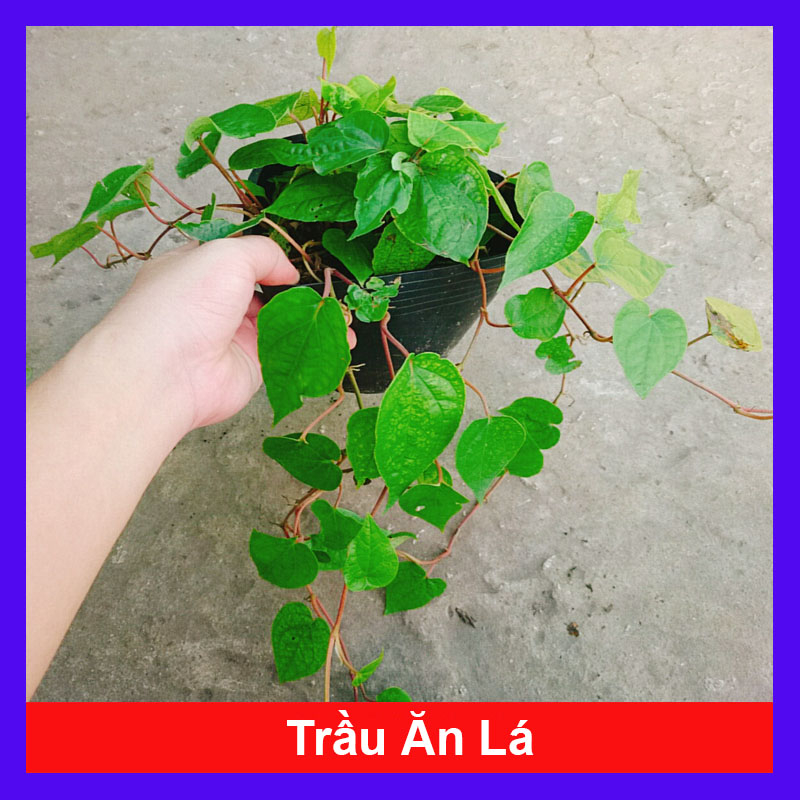 Cây Trầu Không - cây trầu ăn lá (trầu quế)