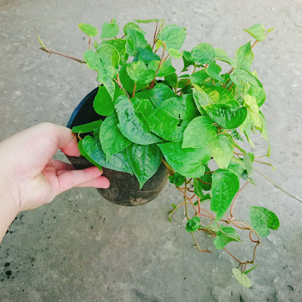 Cây Trầu Không - cây trầu ăn lá (trầu quế)