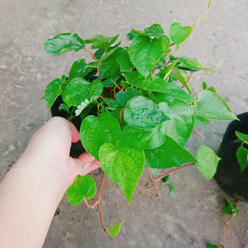 Cây Trầu Không - cây trầu ăn lá (trầu quế)