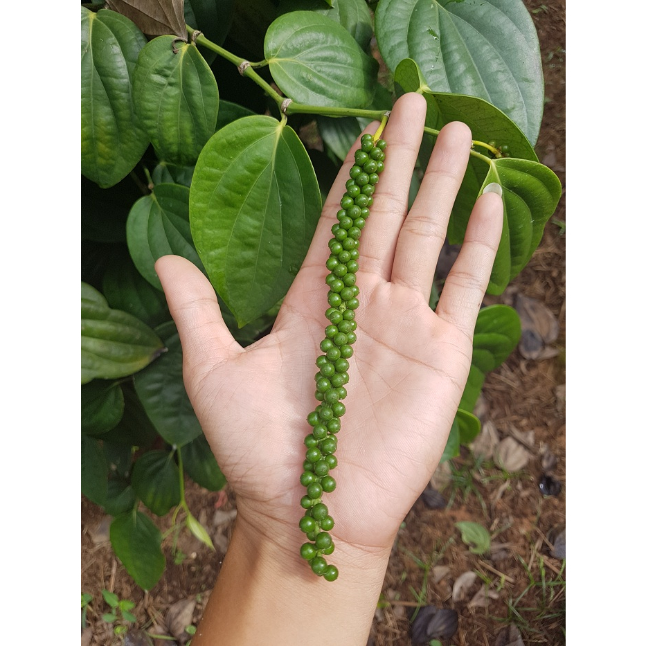 cây tiêu giống Srilanca (cây hồ tiêu năng suất nhất)( CÂY GIỐNG BAN MÊ ...