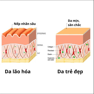 Serum dưỡng da Ouhoe xóa nhăn mở thâm nám ngăn ngừa da chảy xệ Anti Aging Daily 30ml
