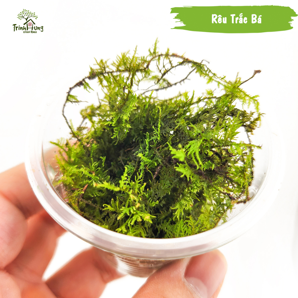 [TỔNG HỢP] Các loại rêu đẹp setup bán cạn, terrarium, bonsai, trang trí ...
