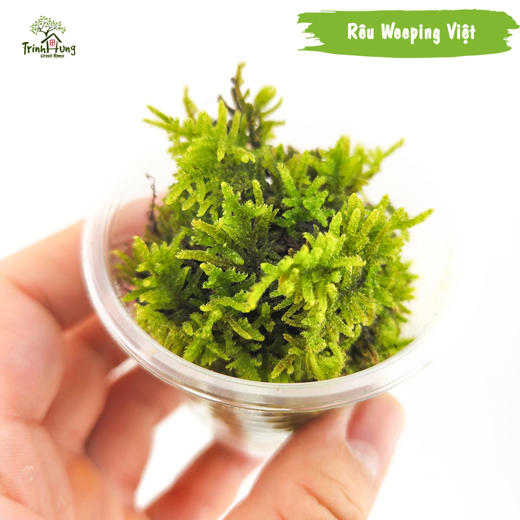 [TỔNG HỢP] Các loại rêu đẹp setup bán cạn, terrarium, bonsai, trang trí ...