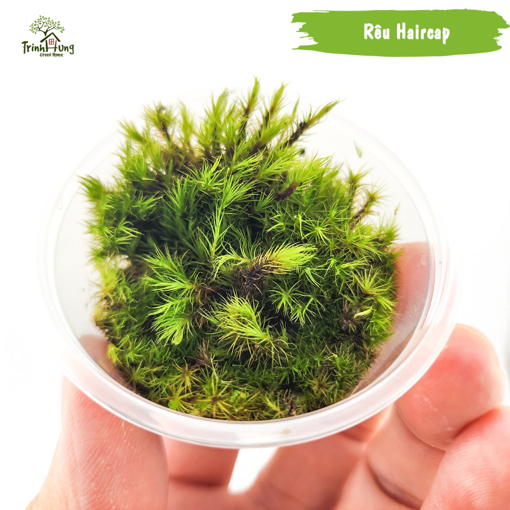 [TỔNG HỢP] Các loại rêu đẹp setup bán cạn, terrarium, bonsai, trang trí ...
