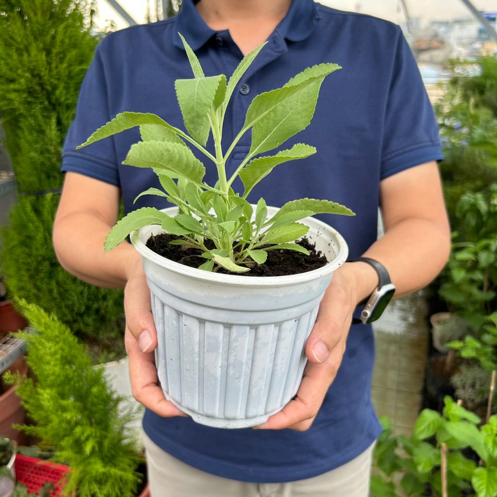 Cây Xô Thơm Trắng White Sage (Salvia Apiana) Jun Garden | Shopee Việt Nam