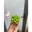 Chậu sen đá mini làm bằng đất sét đường kính 5cm