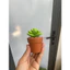 Chậu sen đá mini làm bằng đất sét đường kính 5cm