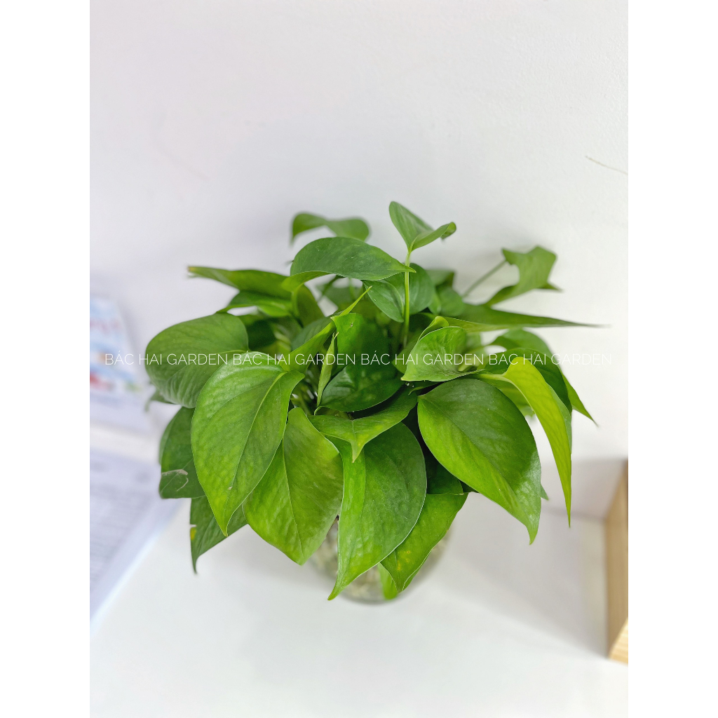Chậu cây trầu bà thủy sinh kèm chậu thủy tinh cao cấp- Cây để bàn- Cây xanh trang trí văn phòng, nhà phố