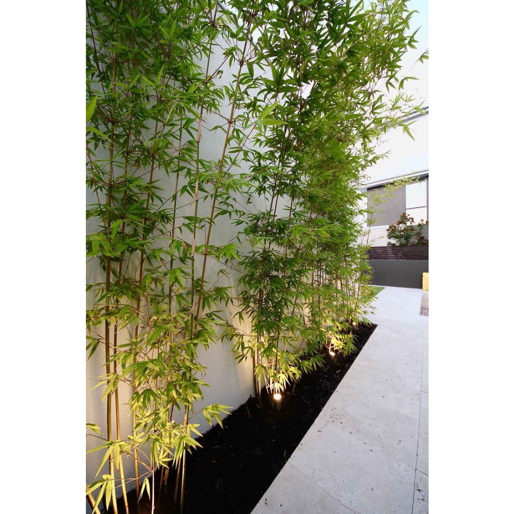 Chậu cây trúc quân tử kèm chậu trụ xi măng- Cây nội ngoại thất cao cấp- Cây ưa nắng, trồng ban công sân vườn