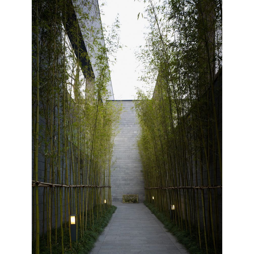 Chậu cây trúc quân tử kèm chậu trụ xi măng- Cây nội ngoại thất cao cấp- Cây ưa nắng, trồng ban công sân vườn