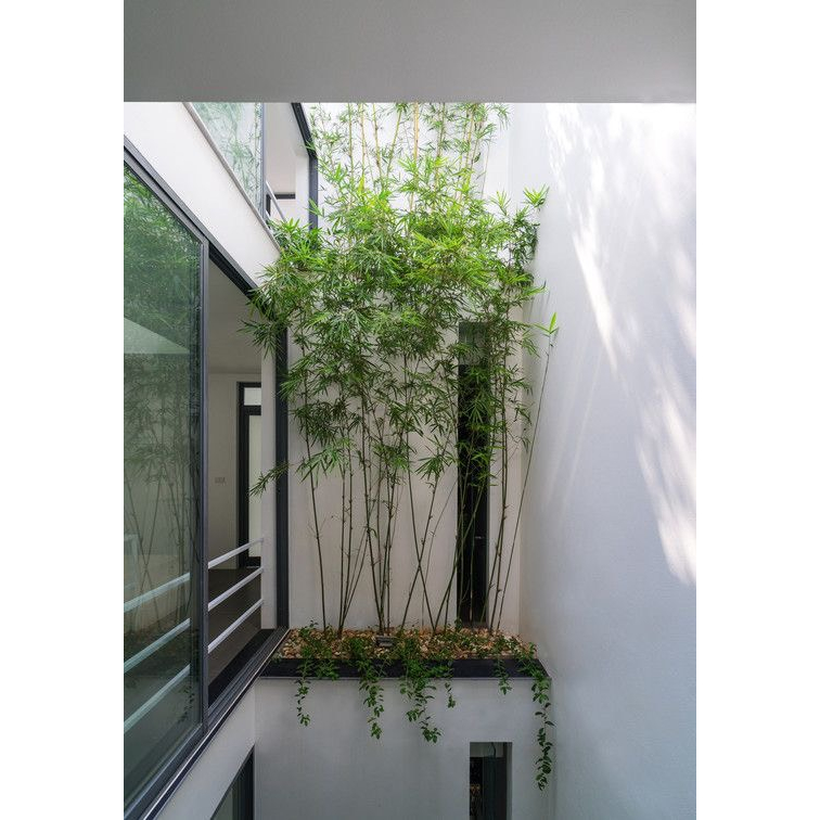 Chậu cây trúc quân tử kèm chậu trụ xi măng- Cây nội ngoại thất cao cấp- Cây ưa nắng, trồng ban công sân vườn