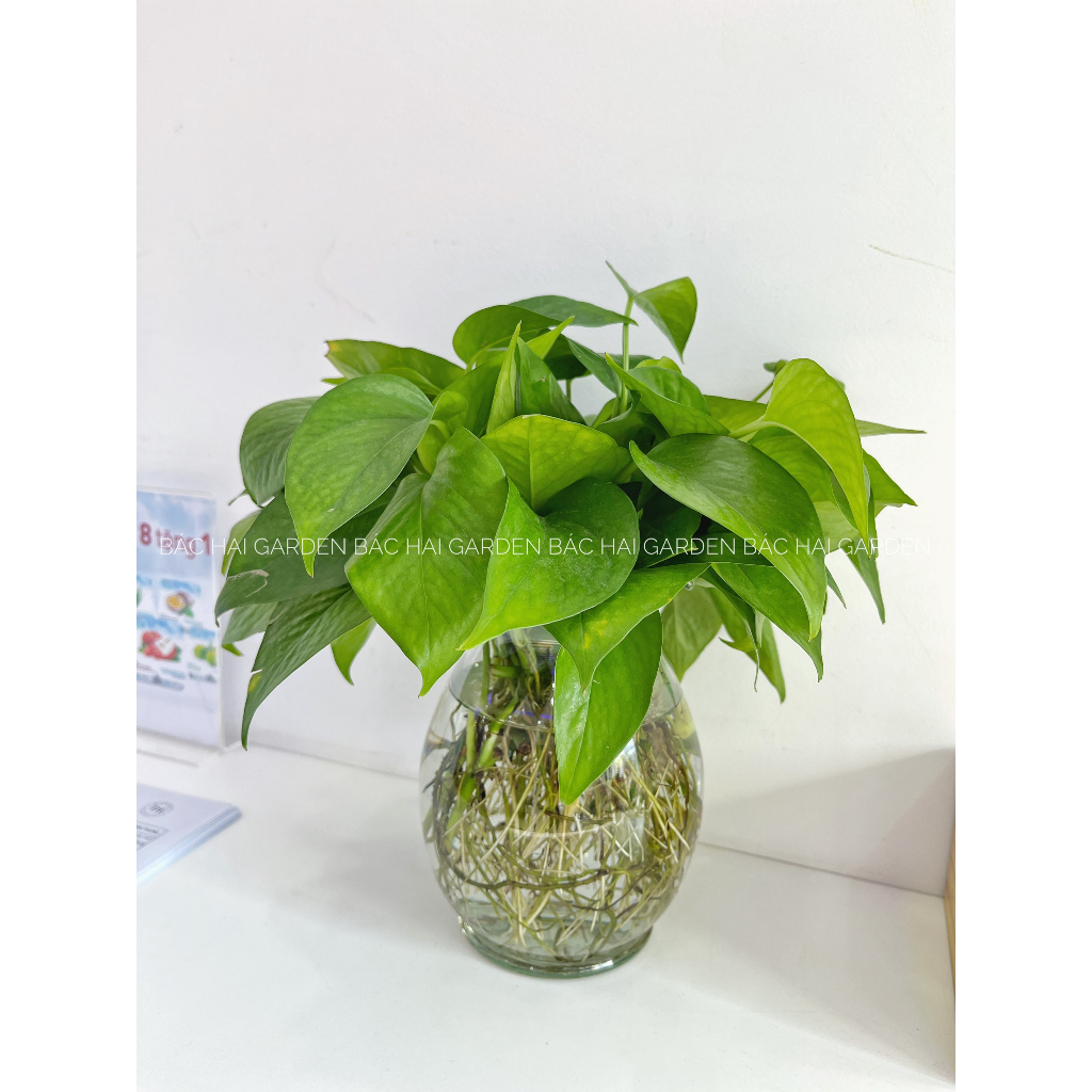 Chậu cây trầu bà thủy sinh kèm chậu thủy tinh cao cấp- Cây để bàn- Cây xanh trang trí văn phòng, nhà phố