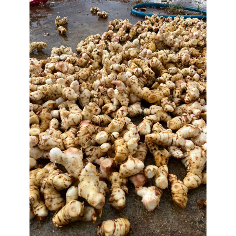 củ riềng tươi 500g | Shopee Việt Nam