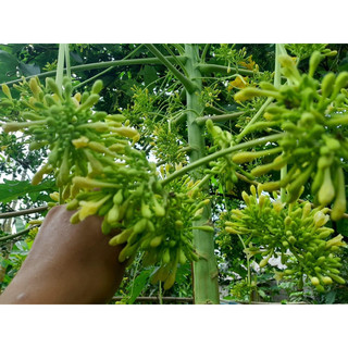 80 hạt giống đu đủ f1 (siêu hoa)