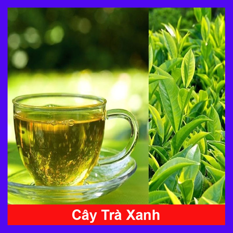 Cây Trà Xanh (cây chè xanh) dùng pha trà làm bánh tốt cho sức khỏe